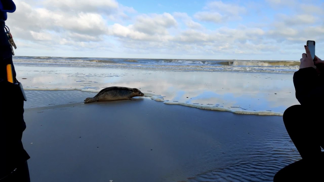 Sea Life Blankenberge remet le petit phoque «Duvel» en liberté