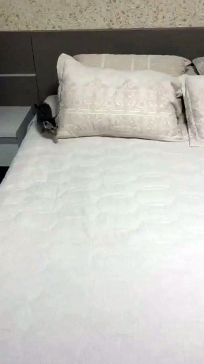 Funny Baby Cat