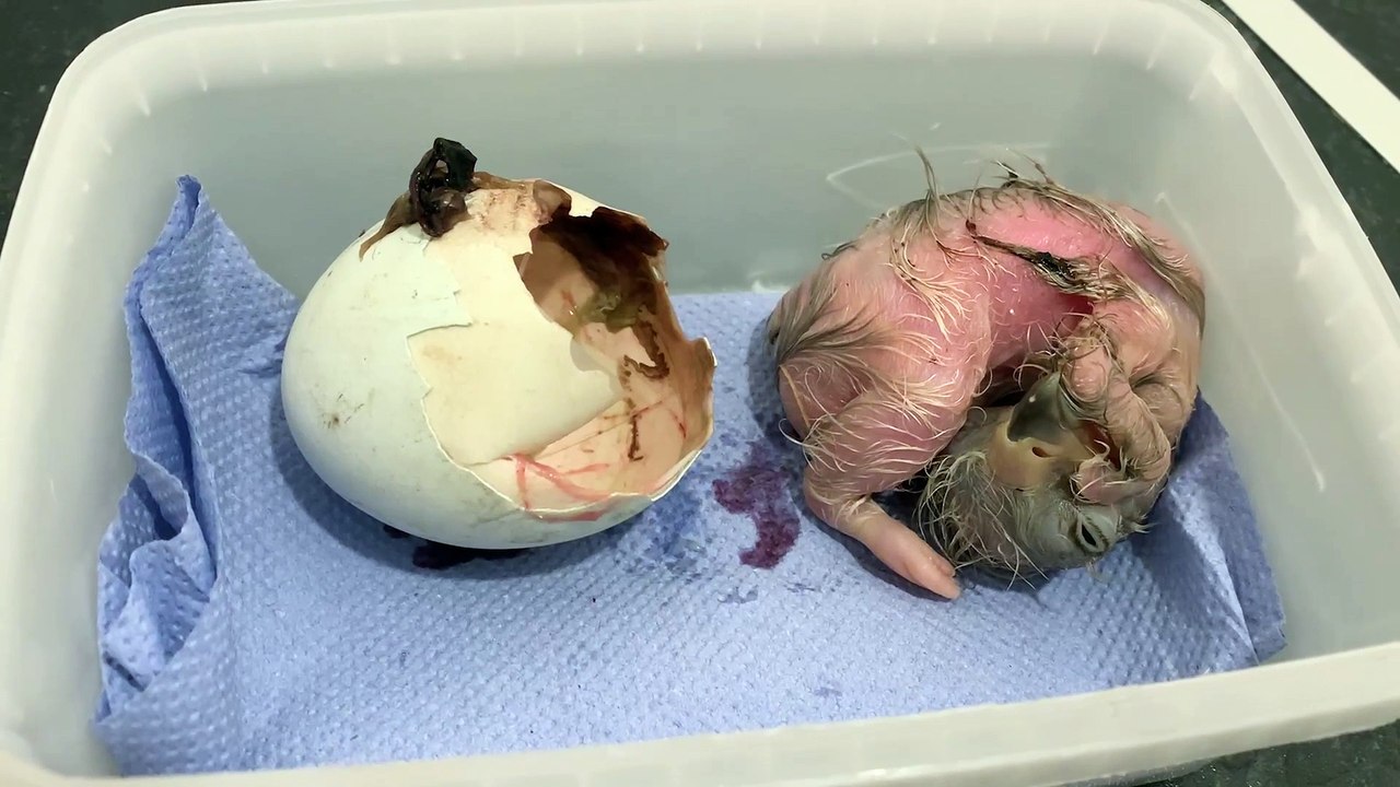 Moment rare eagle chick was fed for the first time