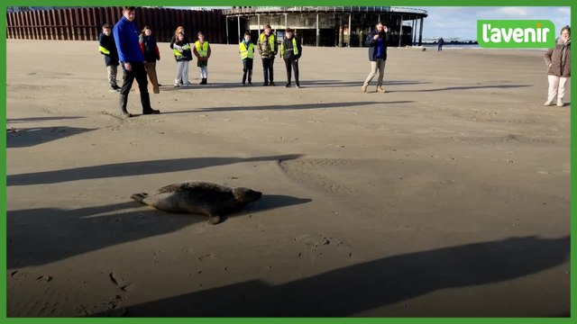 Le parc Sea Life Blankenberge remet Duvel en liberté