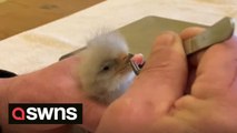 Moment rare eagle chick is fed for the first after wildlife specialists bread the only mating pair in Britain