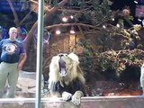 Une lionne intervient pour sauver un employé attaqué par un lion !