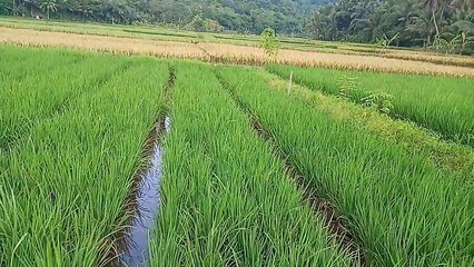 Pesona Alam Yang Sangat Indah