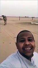 He plays with his camel and she plays with him