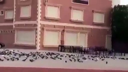 A man provides food and water for birds in front of his house