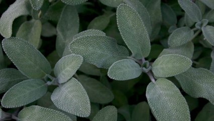 8 Propiedades y Beneficios de la SALVIA  ✅