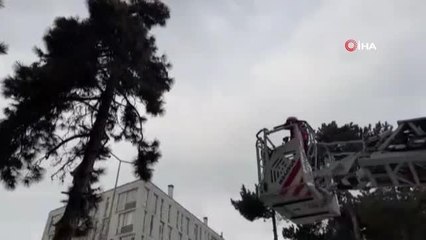 Köpeklerden kaçarken çıktığı ağaçta mahsur kalan kedi kurtarıldı