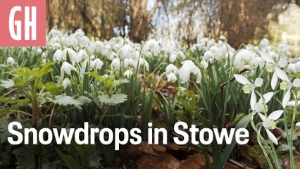 Snowdrops in Stowe
