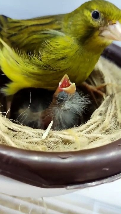 Oiseau  funny