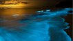 Qu'est-ce que la bioluminescence ?