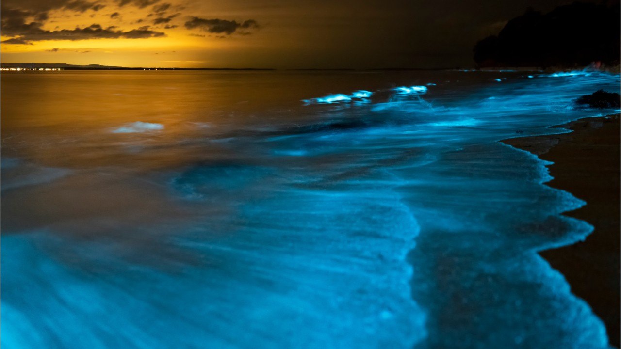 Qu'est-ce que la bioluminescence ?