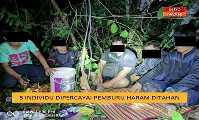 5 individu dipercayai pemburu haram ditahan