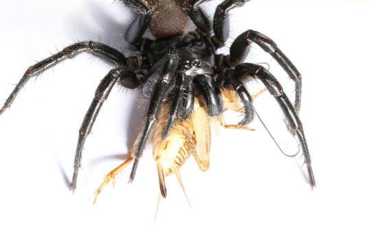 New funnel-web spider species potentially disoverered