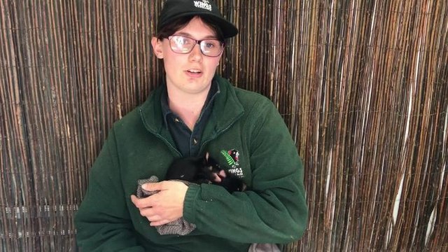 Baby Devils at Wings Wildlife Park