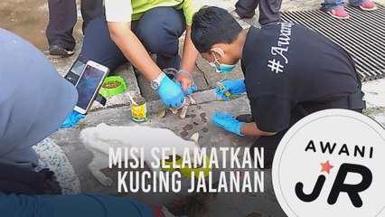 #AWANIJr: Misi selamatkan kucing jalanan