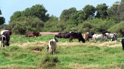 شاهد: محمية الحسوة في عدن من قصة نجاح إلى مكب للنفايات