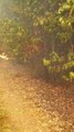 Bushfire burns at Lynch Hill, Tasmania