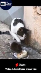 CatVsRat doing this think watch now friends #Shorts #CatFunny #RatComedy