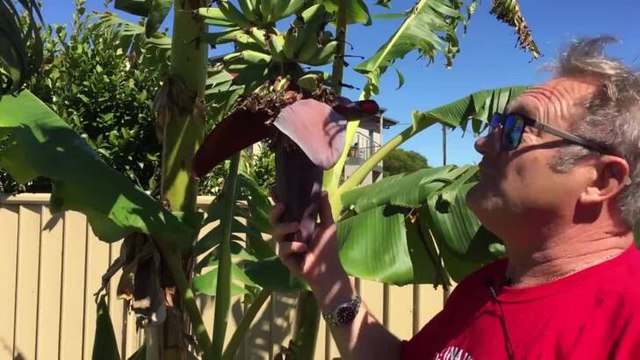 The Advocate growing bananas in Devonport
