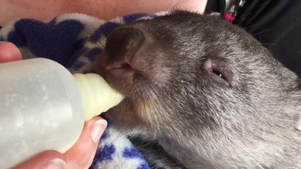Wildlife carer feeding Sherman the wombat