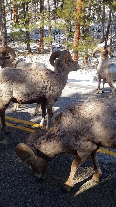 Big Horn Sheep Road Block in Montana