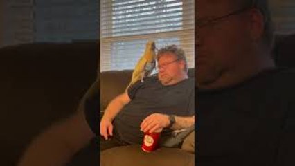 Cockatoo Entertains His Humans