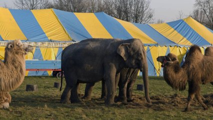 Marseille : le maire interdit un cirque avec des animaux sauvages