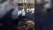 The swans in recovery at the Swan Sanctuary