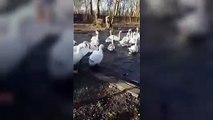 The swans in recovery at the Swan Sanctuary