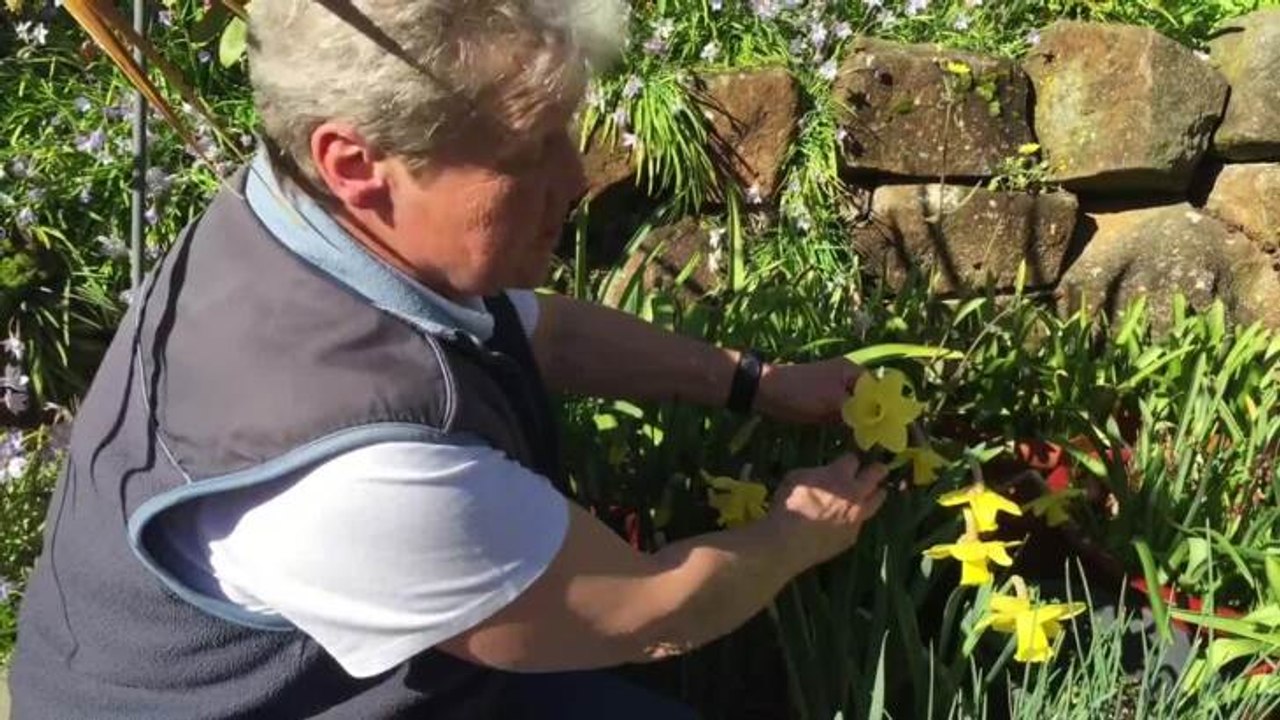 How to show daffodils
