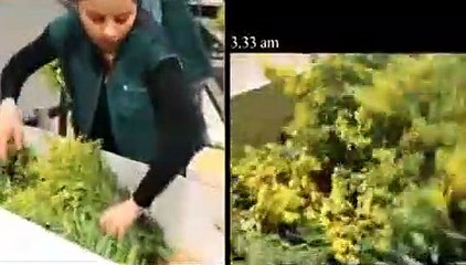 Exclu : les coulisses du million de fleurs du défilé Dior