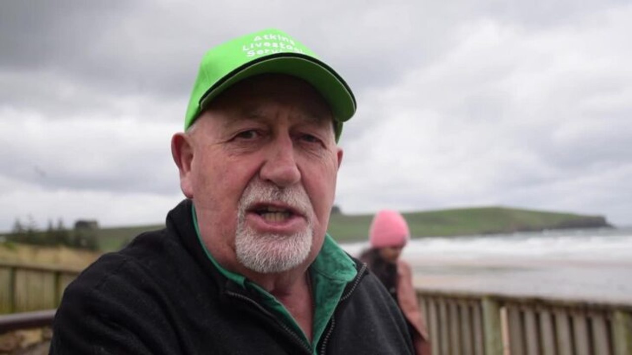 Seals could be attracting sharks to Stanley: fisherman