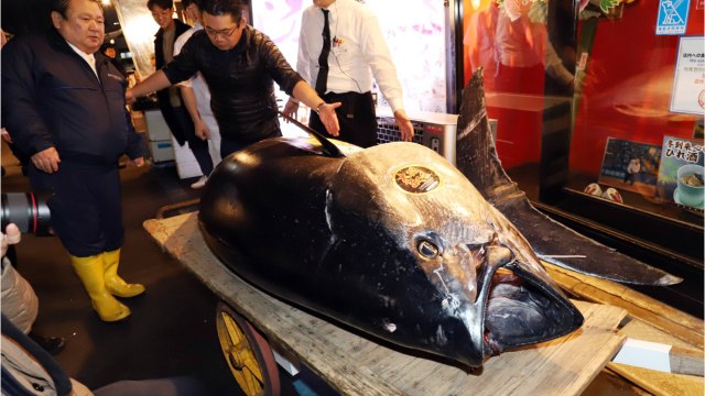 Le thon rouge : le poisson qui valait des millions