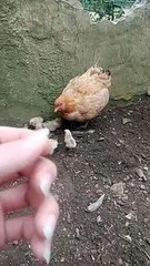 Mama Chicken Protects Chicks From Lizard