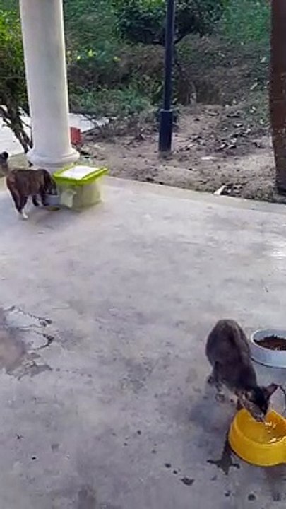Cat I Met