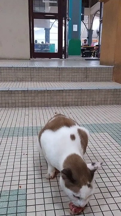 Cat I Met