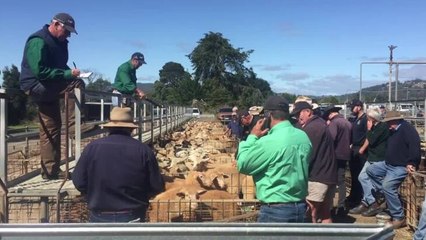 Quoiba saleyards
