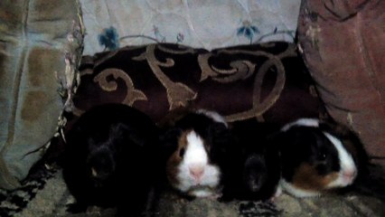 BABY CAVIA PORCELLUS PIXIE CLOVER PIXIE CLOVER 102_8240