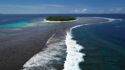 Ocean Film Festival trailer - Swimming With Gentle Giants