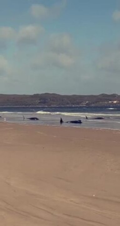Beached whales at Ocean Beach