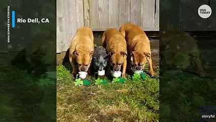 Pups chug fake beer in celebration of St. Patrick's Day