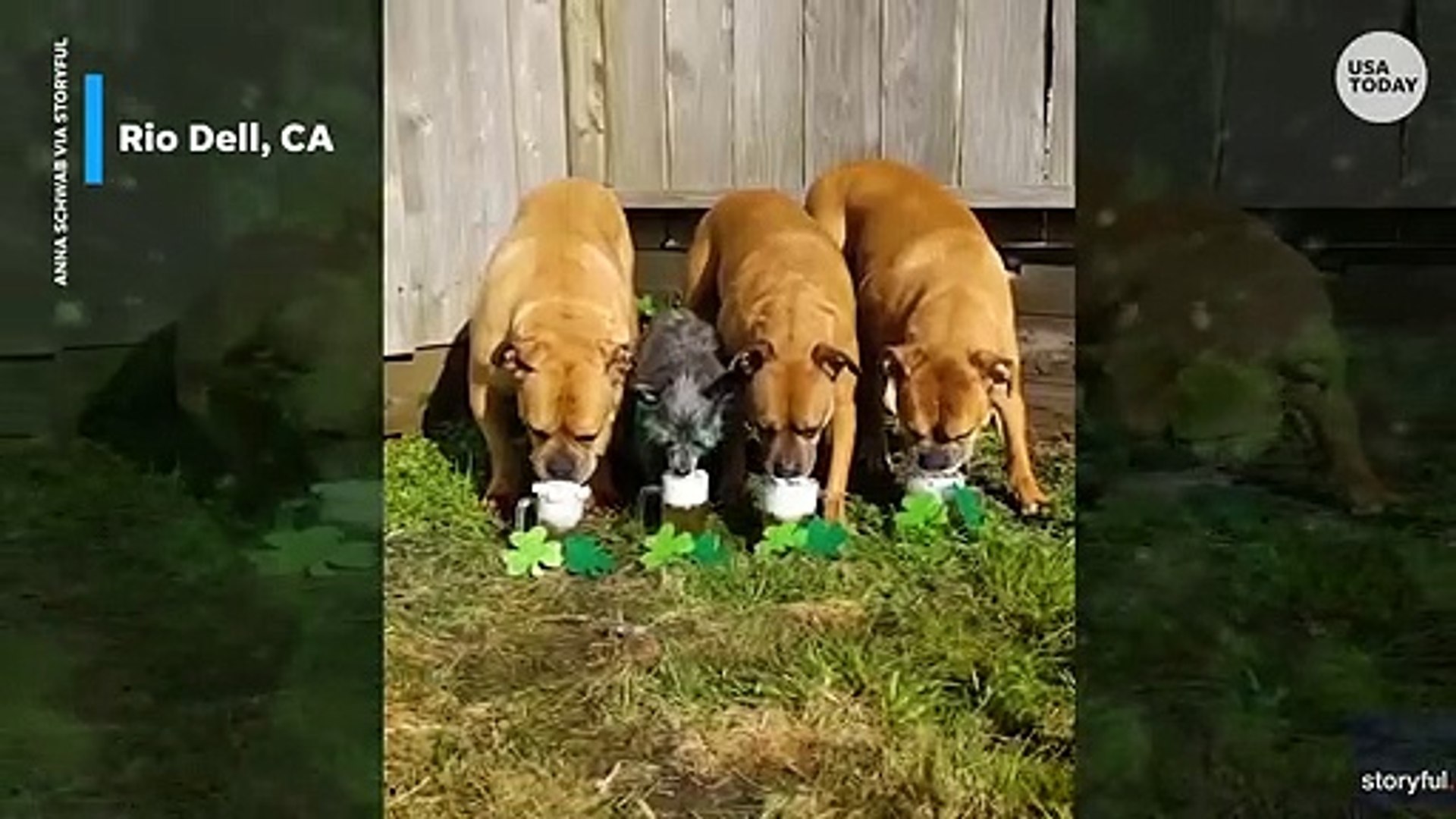 ⁣Pups chug fake beer in celebration of St. Patrick's Day