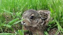 Things you need to know about HARES! Coisas que você precisa saber sobre   LEBRES !