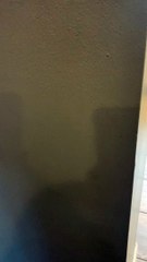 Real-Life Garfield Stands in the Corner