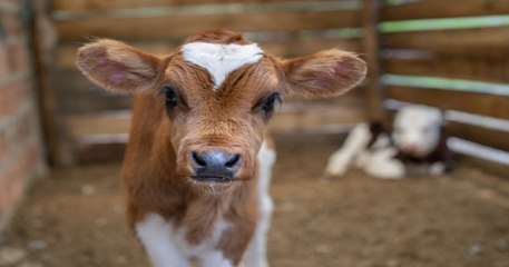 Grâce à sa petite taille, un veau échappe à l'abattoir et est adopté par une famille