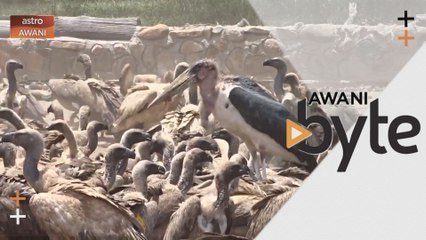 #AWANIByte: Badan amal hidupan liar jamu daging mentah pada ratusan burung hering