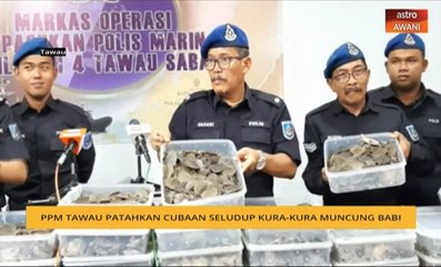 PPM Tawau patahkan cubaan seludup kura-kura, muncung babi