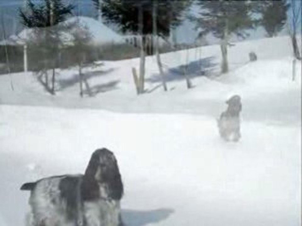 Nom d'un cocker