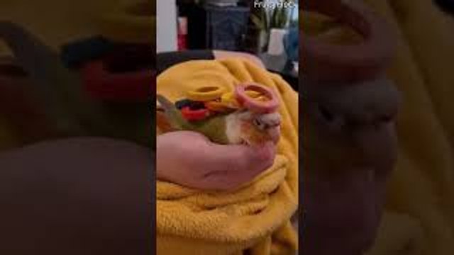 Stacking Wooden Rings on Green Cheeked Conure