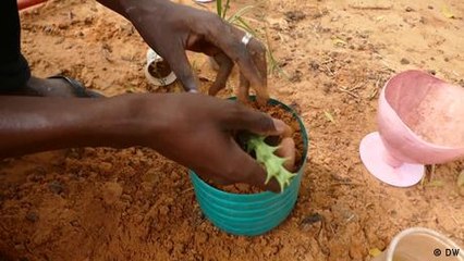 Niger: Making Niamey greener